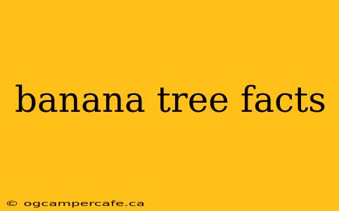 banana tree facts