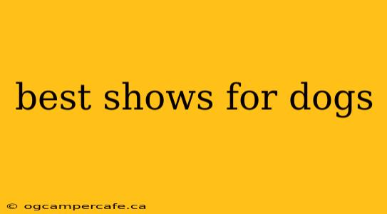 best shows for dogs