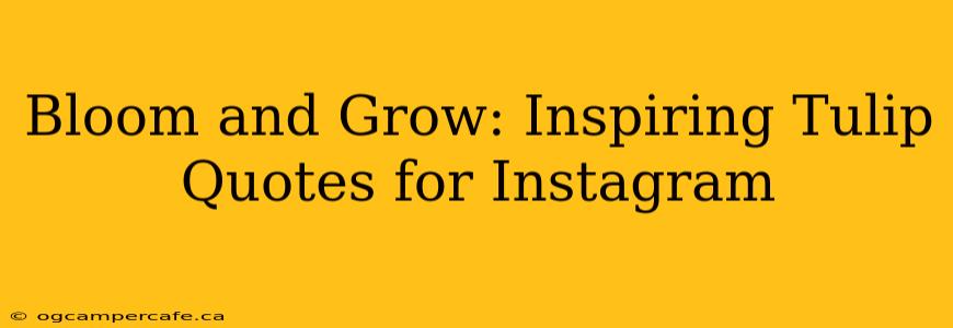Bloom and Grow: Inspiring Tulip Quotes for Instagram
