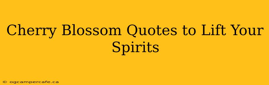 Cherry Blossom Quotes to Lift Your Spirits