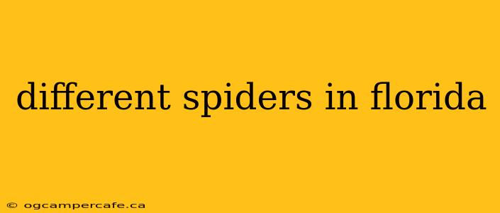 different spiders in florida