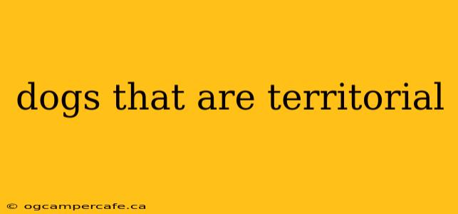 dogs that are territorial
