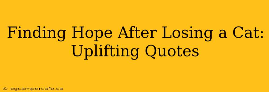 Finding Hope After Losing a Cat: Uplifting Quotes