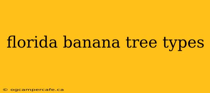 florida banana tree types