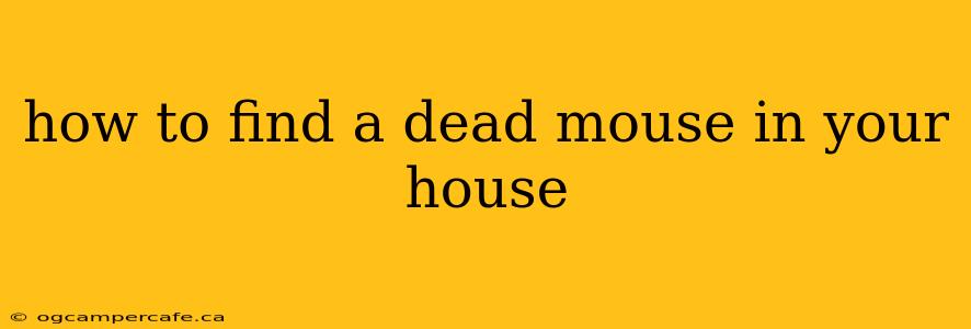 how to find a dead mouse in your house