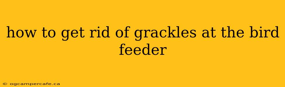 how to get rid of grackles at the bird feeder