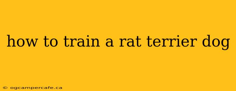how to train a rat terrier dog