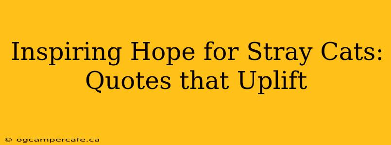 Inspiring Hope for Stray Cats: Quotes that Uplift