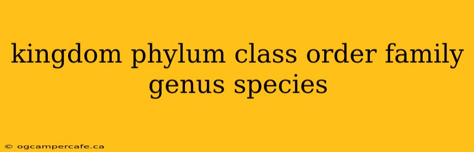 kingdom phylum class order family genus species