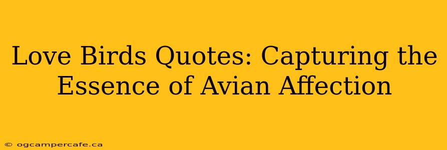 Love Birds Quotes: Capturing the Essence of Avian Affection
