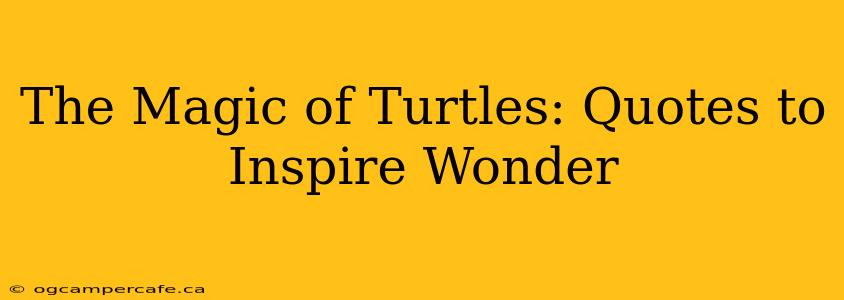 The Magic of Turtles: Quotes to Inspire Wonder