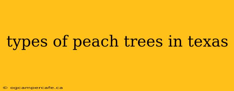 types of peach trees in texas