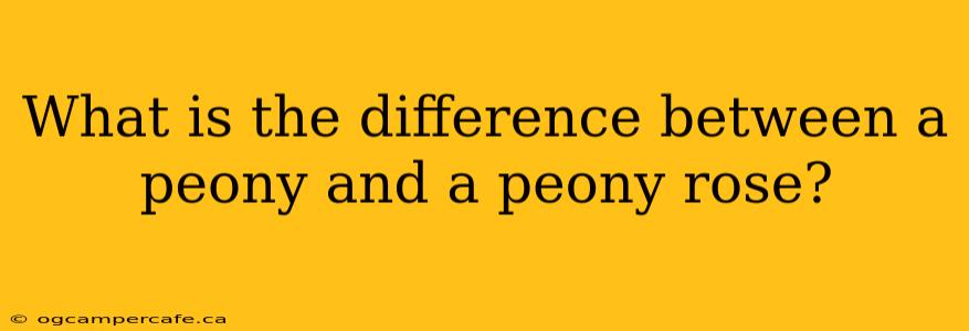 What is the difference between a peony and a peony rose?