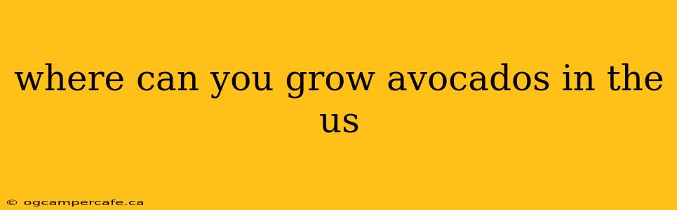 where can you grow avocados in the us