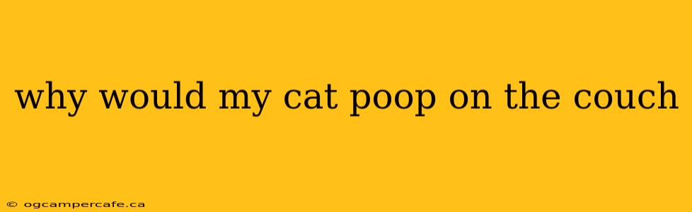 why would my cat poop on the couch